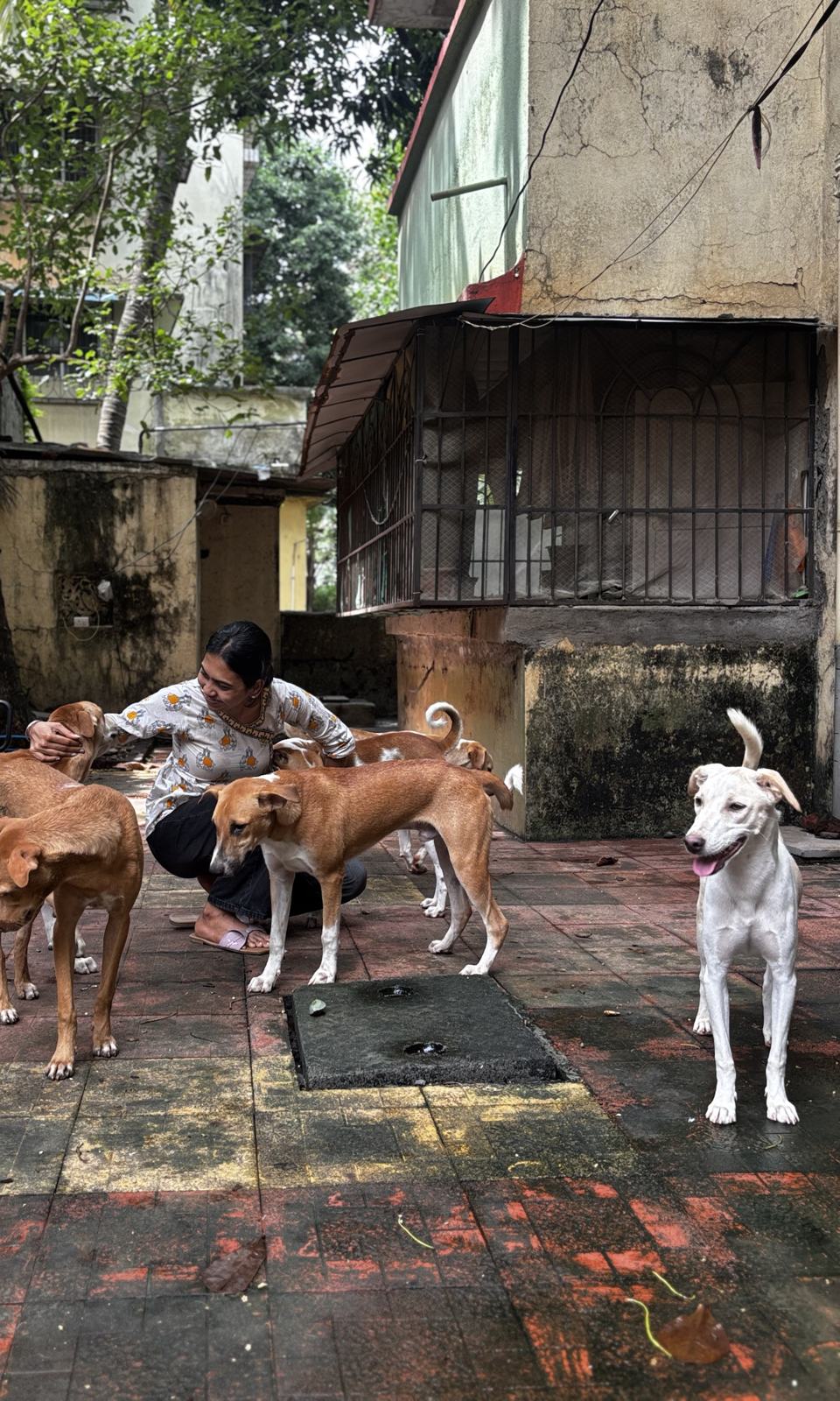 A volunteer greeting a group of street dogs in a Badlapur courtyard